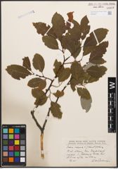 Foto von Salix caprea L. x Salix grandifolia Ser.